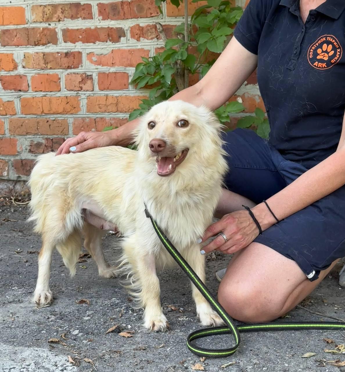Chiens à adopter